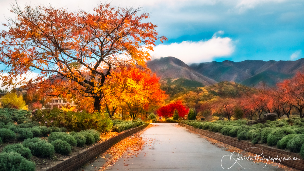 Spectacular autumn colors after rain in Fujikawaguchiko